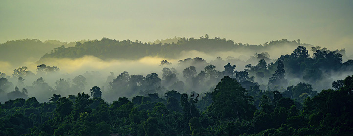 Forest landscape with mist rising above treetops.