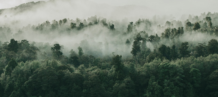 Forest in mist.